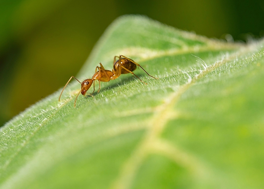 Op een biologische manier mieren weren